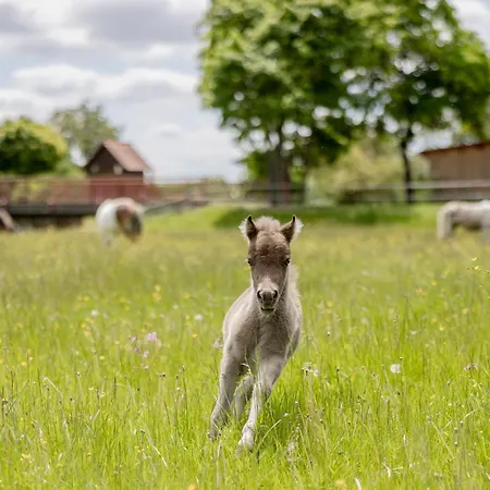 Ferienbauernhof Ohr شقة Colmberg